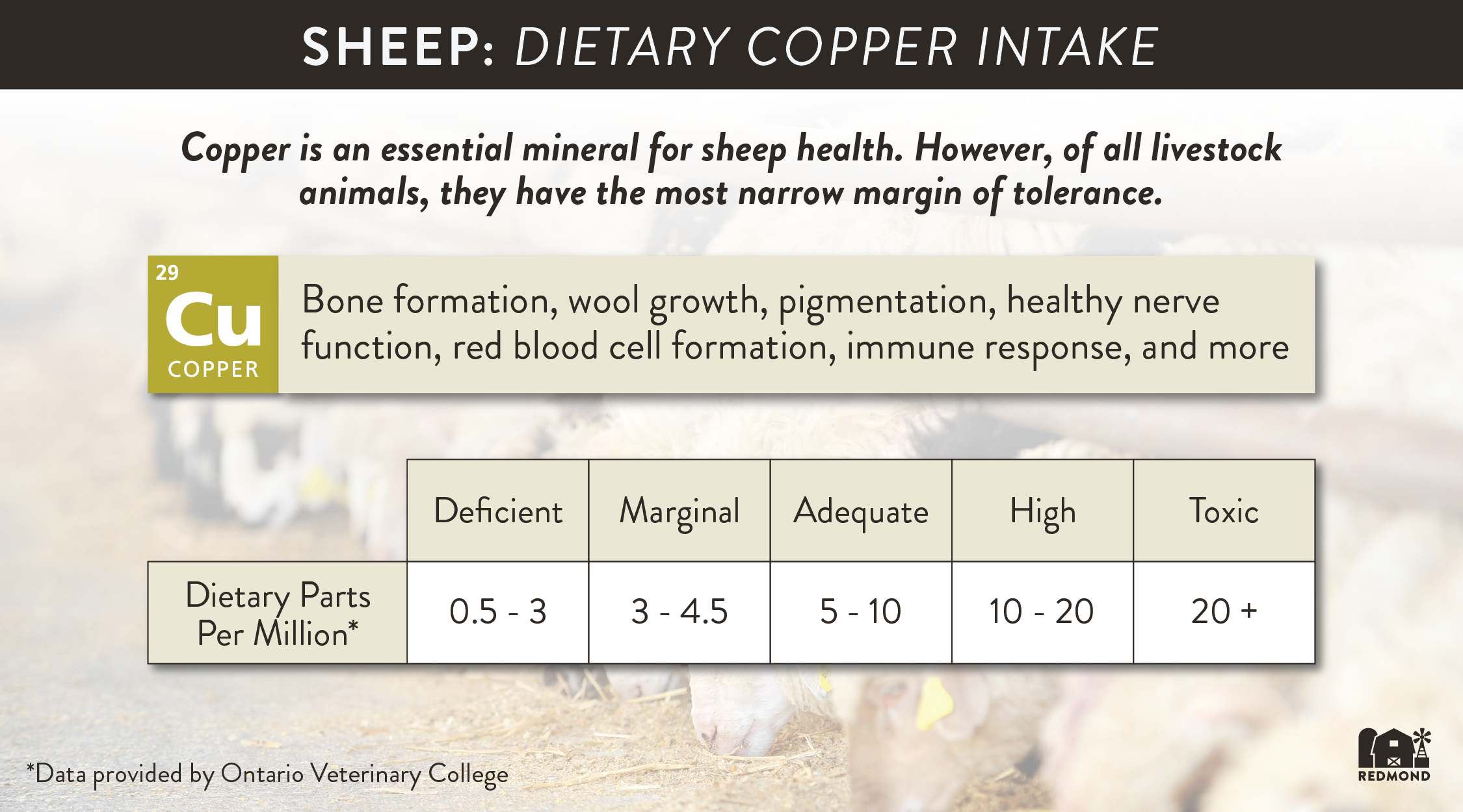 copper-poisoning-in-sheep